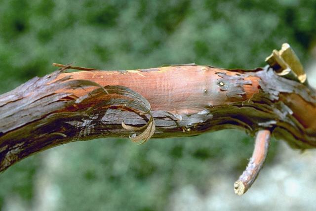 Bois de rose Huile Essentielle Bio - Guyane Française