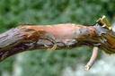 Bois de rose Huile Essentielle Bio - Guyane Française