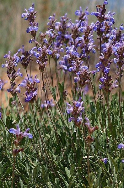 Sauge Lavandulifolia Huile Essentielle Bio