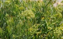 Criste marine Huile Essentielle Bio - Grèce