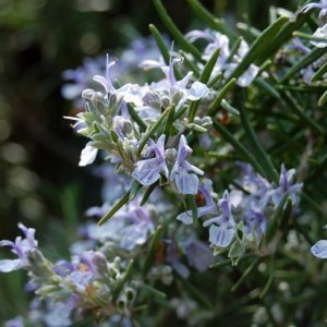Romarin à camphre Huile Essentielle Bio - France - au Kg