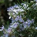 Romarin à camphre Huile Essentielle Bio - France - au Kg