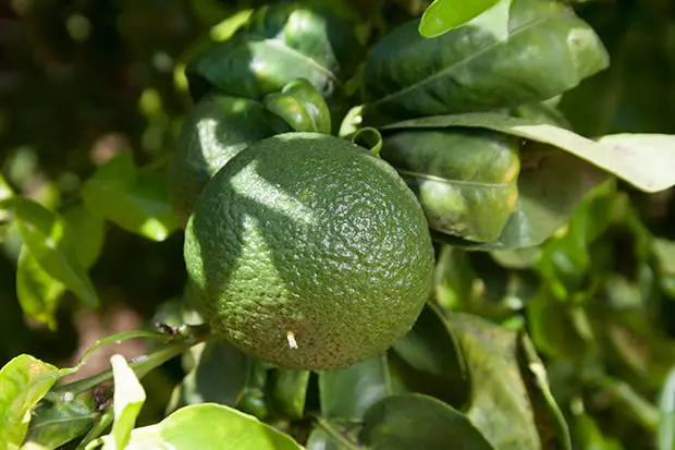 mandarine verte (1).webp
