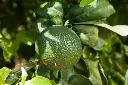 mandarine verte (1).webp