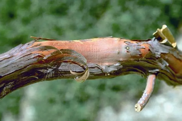 bois de rose.webp