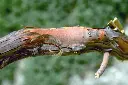 bois de rose.webp
