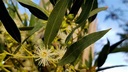 Eucalyptus gundal Huile Essentielle Bio - France