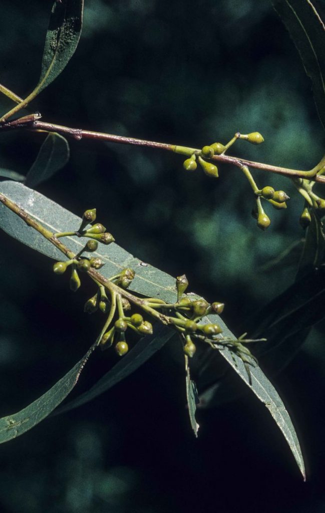 Eucalyptus Smithii  Huile Essentielle Bio - Afrique du Sud