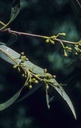 Eucalyptus Smithii  Huile Essentielle Bio - Afrique du Sud