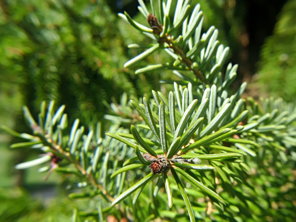 Sapin pectiné Huile Essentielle Bio - France