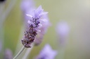 Lavandin abrial Huile Essentielle Bio - France
