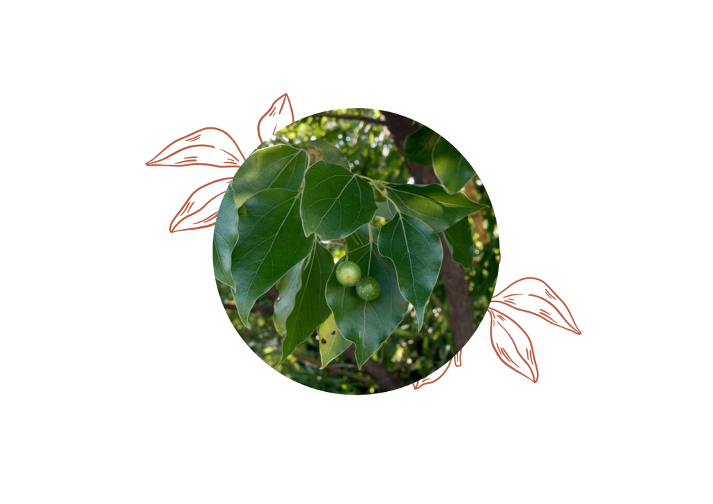 Hô wood organic essential oil
