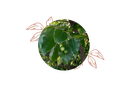 Hô wood organic essential oil
