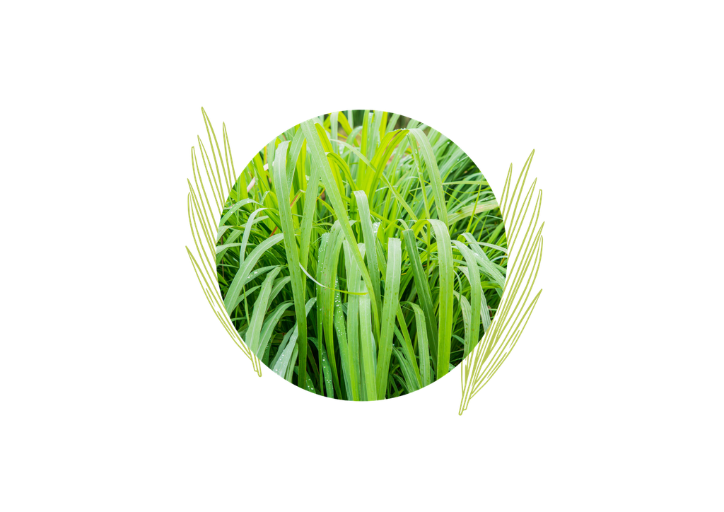 Vetiver organic essential oil