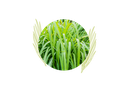 Vetiver organic essential oil