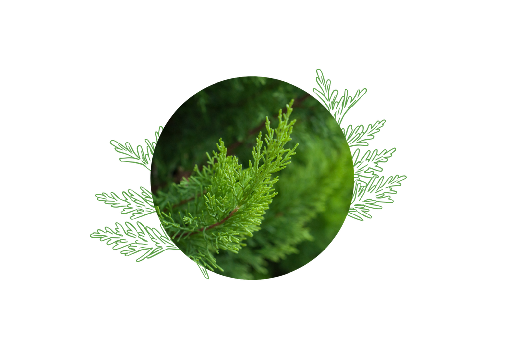 Cypress of Provence organic essential oil