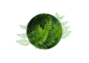 Cypress of Provence organic essential oil