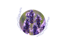 Spike lavender  organic essential oil - France