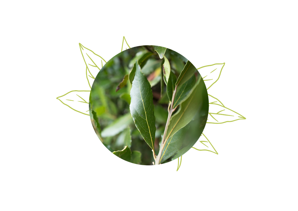 Bay Leaf Organic Essential Oil - France