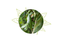 Bay Leaf Organic Essential Oil - France