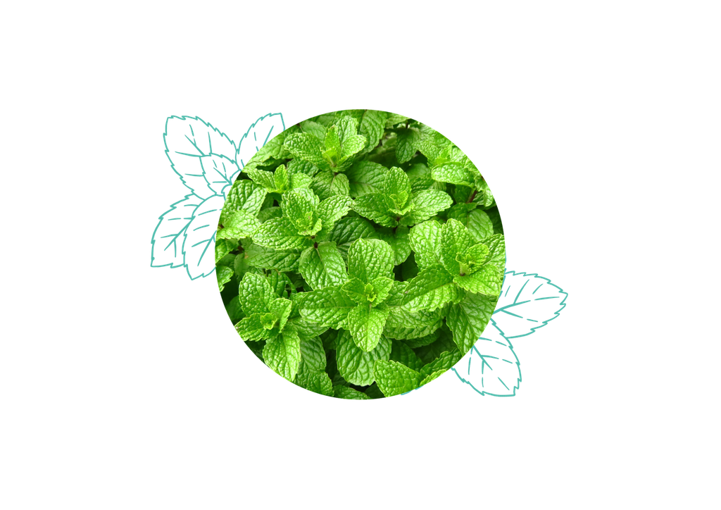 Spearmint organic essential oil