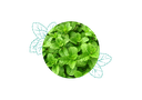 Spearmint organic essential oil