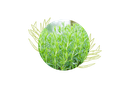 Tarragon organic essential oil