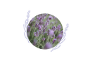 Lavender vera preserved organic hydrosol - France