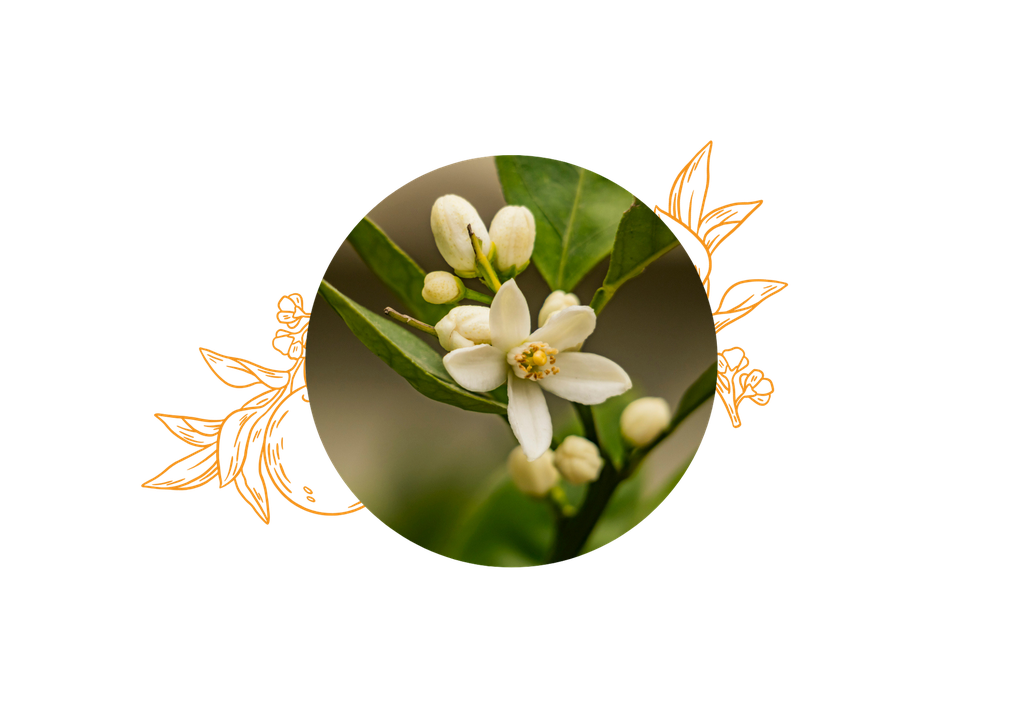 Orange Blossom preserved organic hydrosol