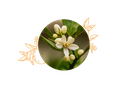 Orange Blossom preserved organic hydrosol