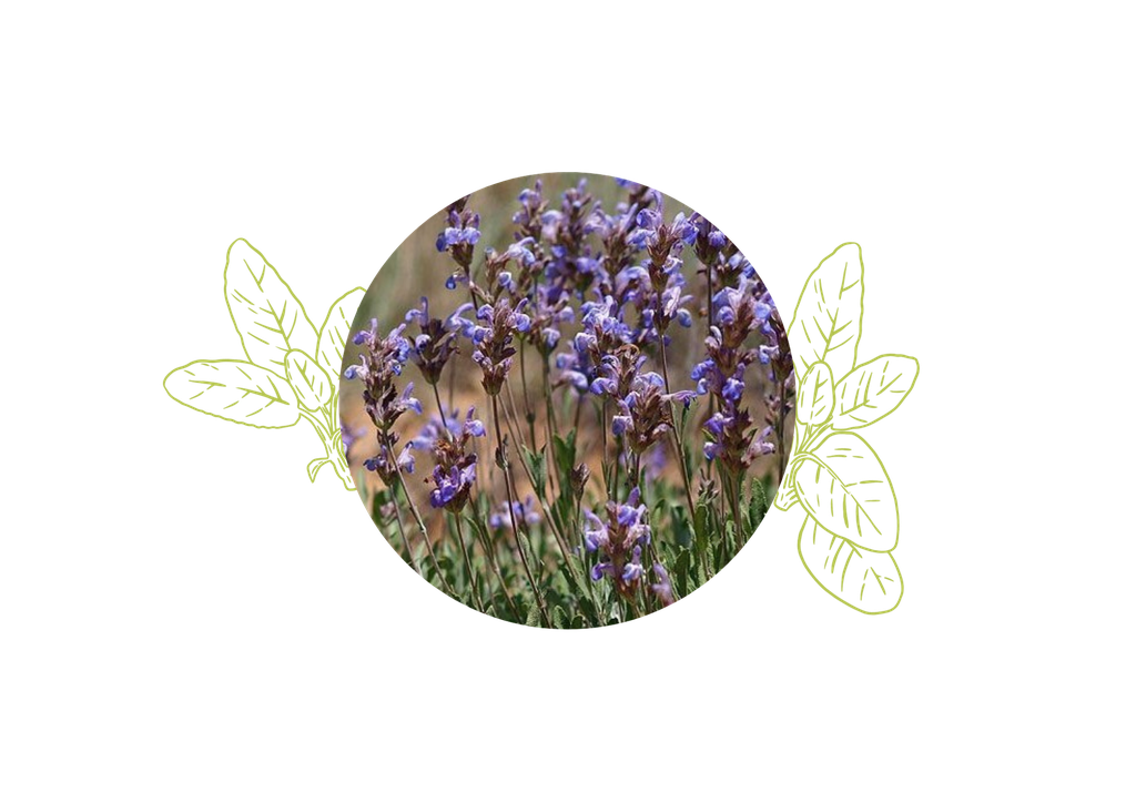 Sauge Lavandulifolia Huile Essentielle Bio