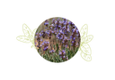 Sauge Lavandulifolia Huile Essentielle Bio