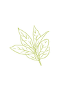 Bay Laurel organic essential oil