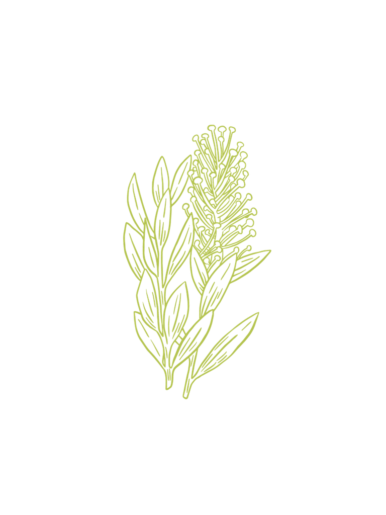 Niaouli Huile Essentielle Bio
