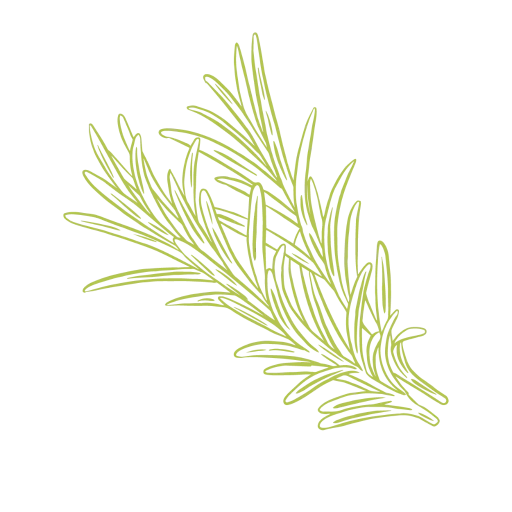 Rosemary Camphor conversion essential oil - France - au Kg