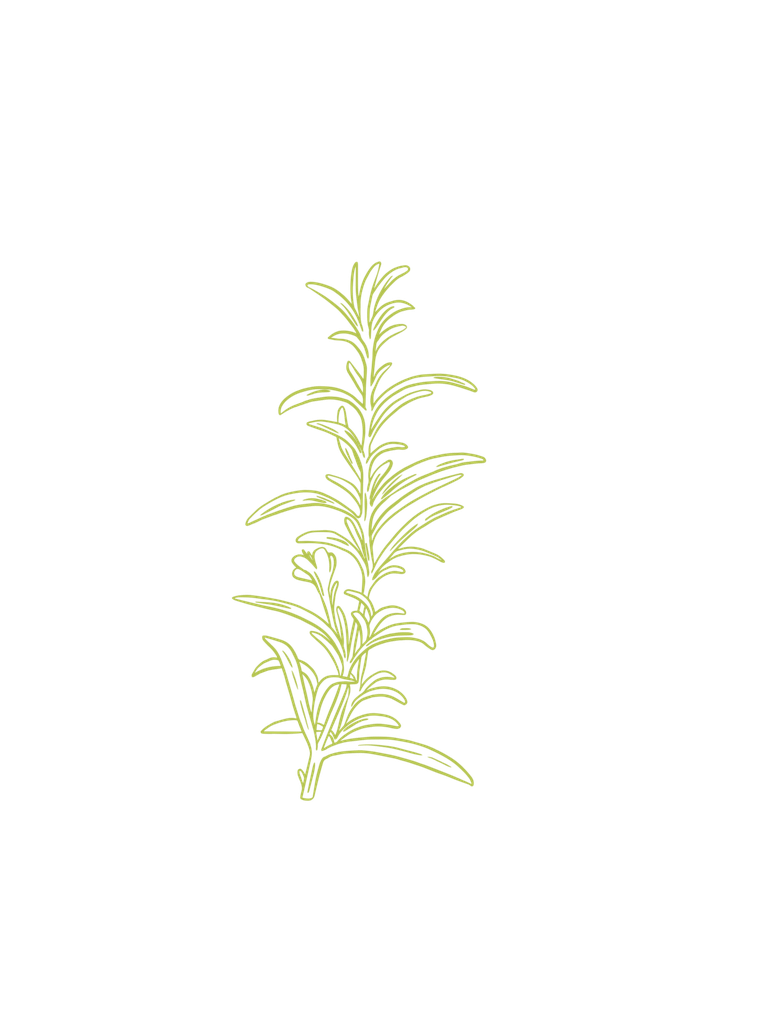 Rosemary verbenon organic essential oil