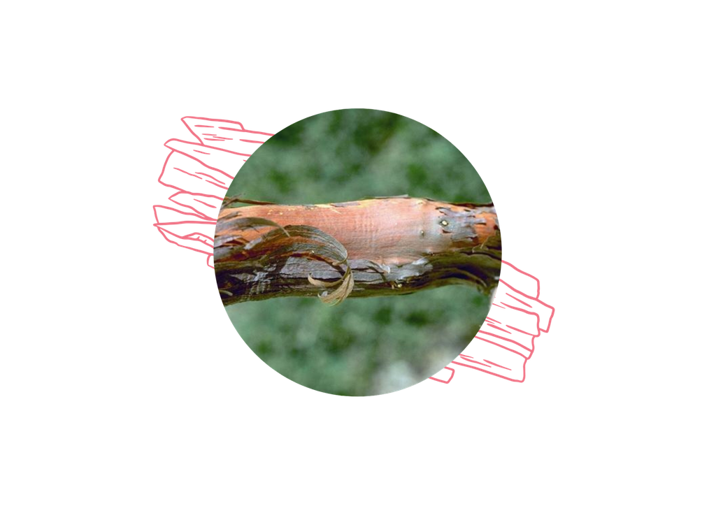ARCHIVE - Bois de rose Huile Essentielle Bio - Guyane Française