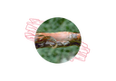 ARCHIVE - Bois de rose Huile Essentielle Bio - Guyane Française