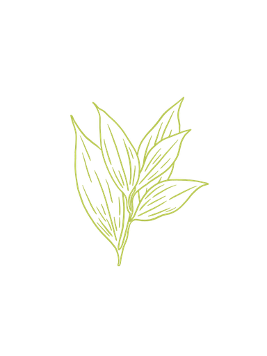 Cinnamon (leaf) organic essential oil