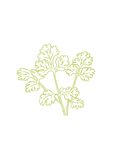 Coriander leaf organic essential oil