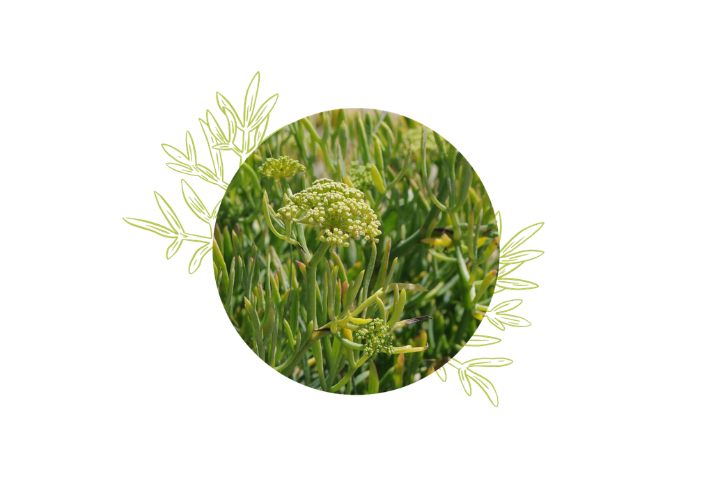 ARCHIVE - Criste marine Huile Essentielle Bio