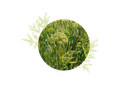 Sea Fennel organic essential oil