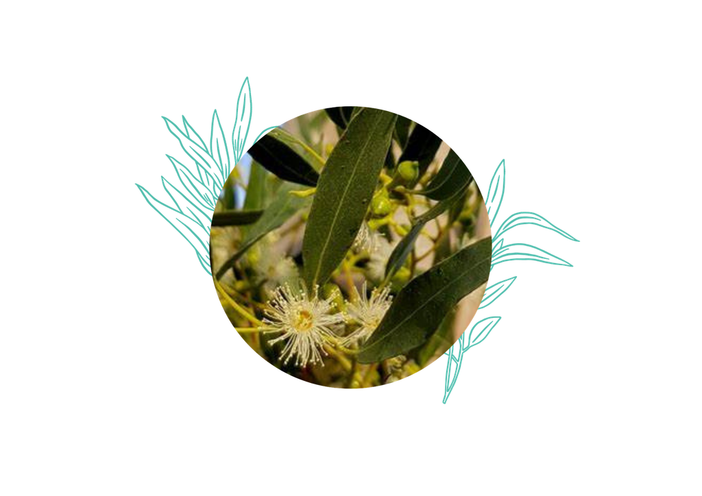 ARCHIVE - Eucalyptus gundal Huile Essentielle Bio - France