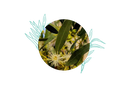 ARCHIVE - Eucalyptus gundal Huile Essentielle Bio - France