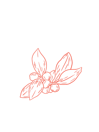 Wintergreen leaf organic essential oil