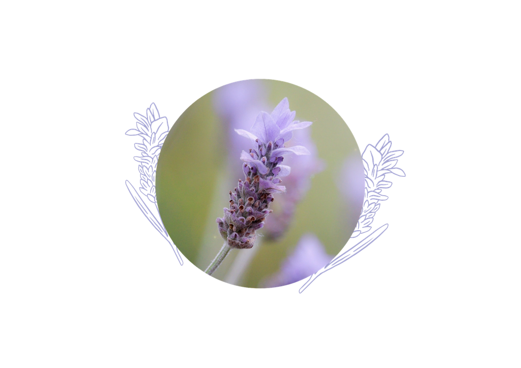 ARCHIVE - Lavandin abrial Huile Essentielle Bio - France