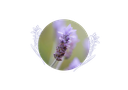 Lavandin abrial organic essential oil