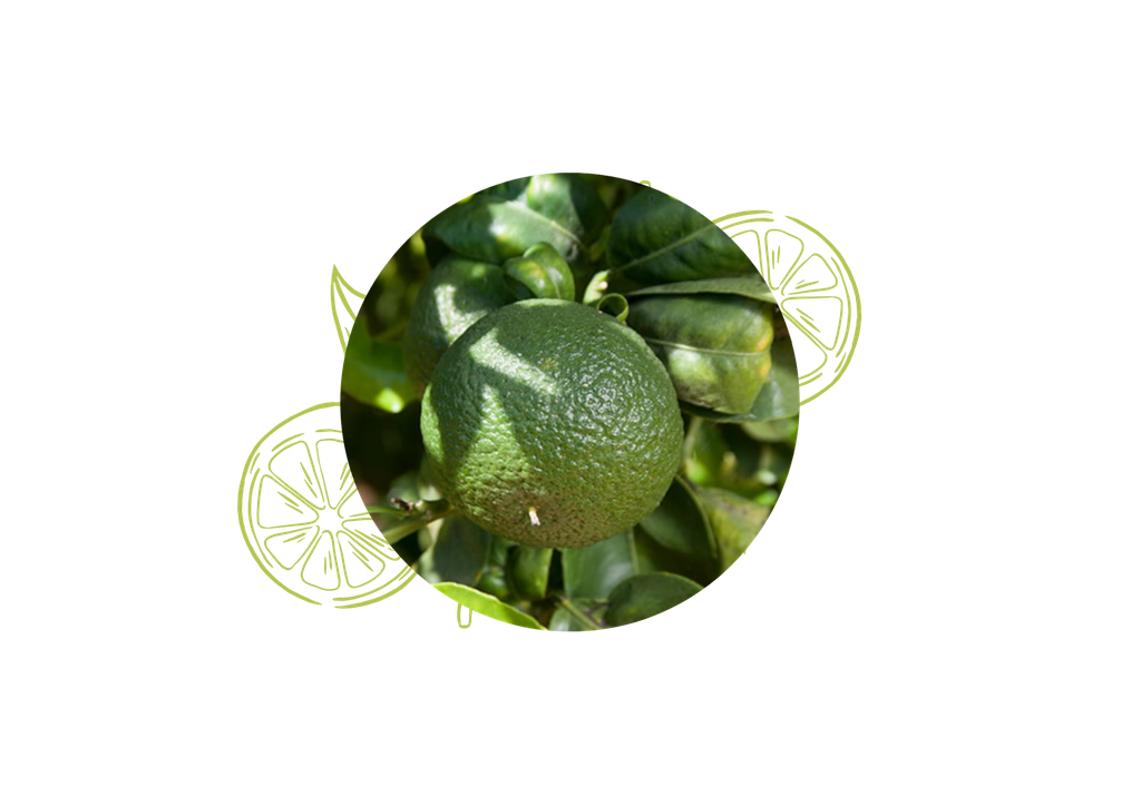 Mandarine verte Huile Essentielle Bio