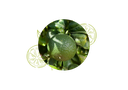Mandarine verte Huile Essentielle Bio