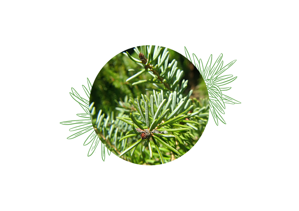 Silver fir organic essential oil